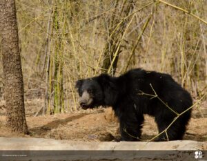 Sloth Bear