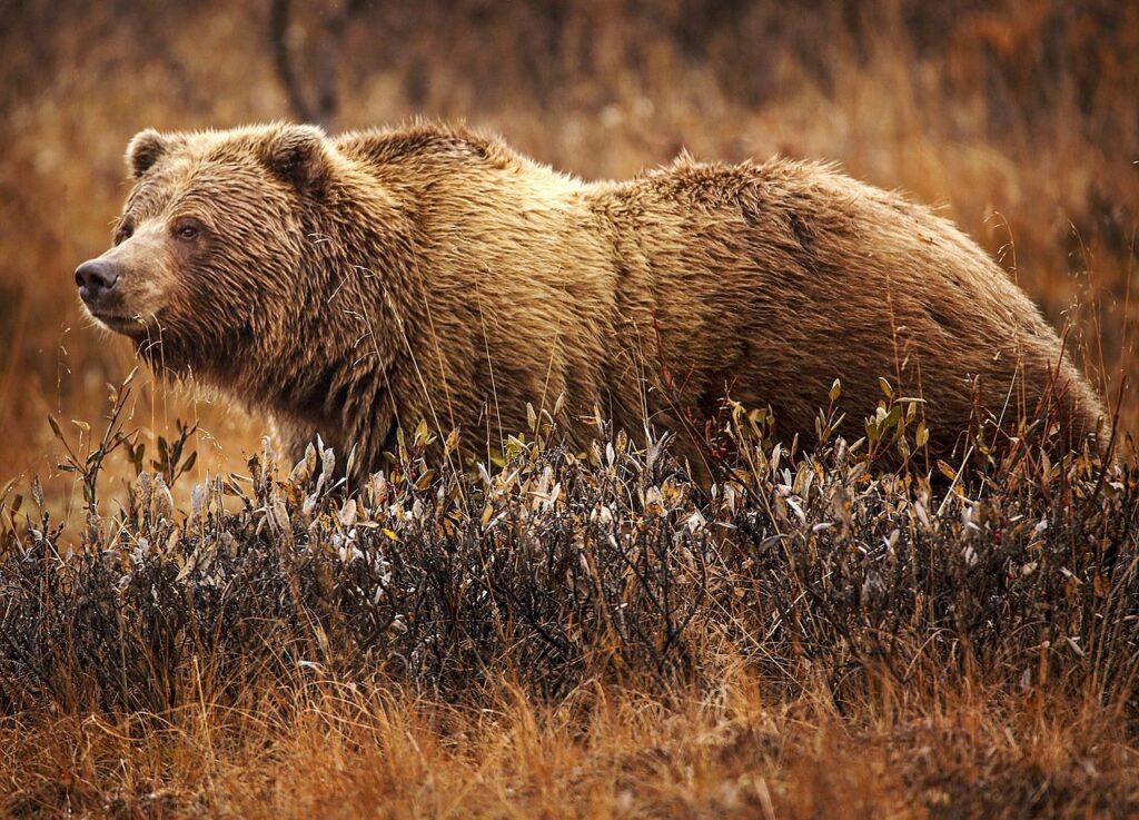 Grizzley bears