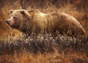 Grizzley bears