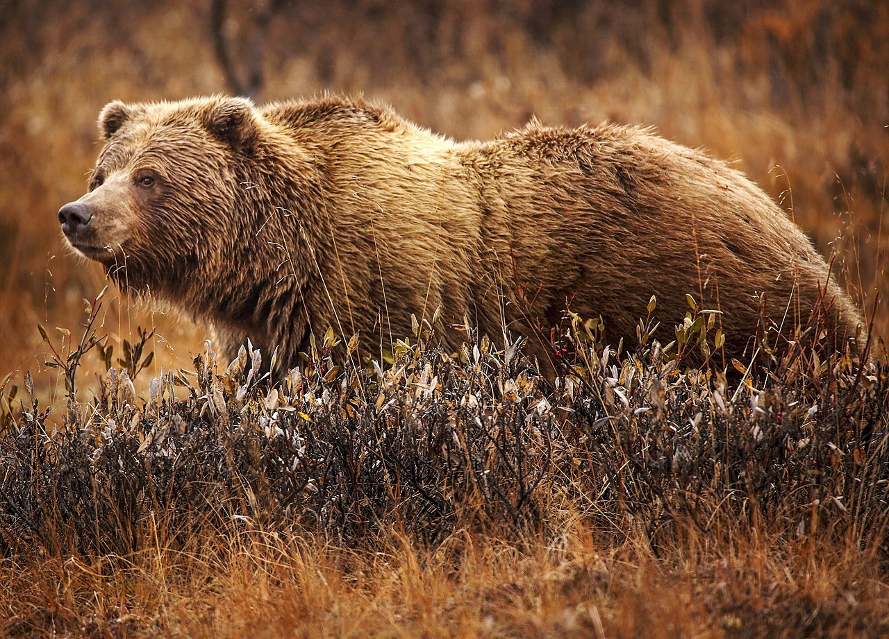 Grizzley bears