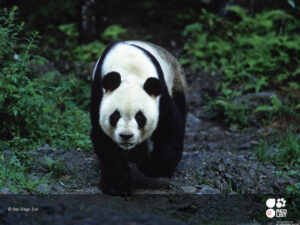 Giant panda 