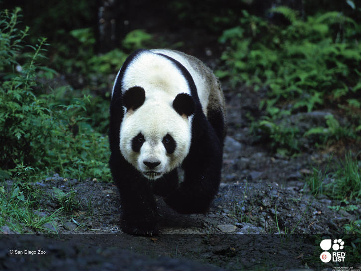 Giant panda 