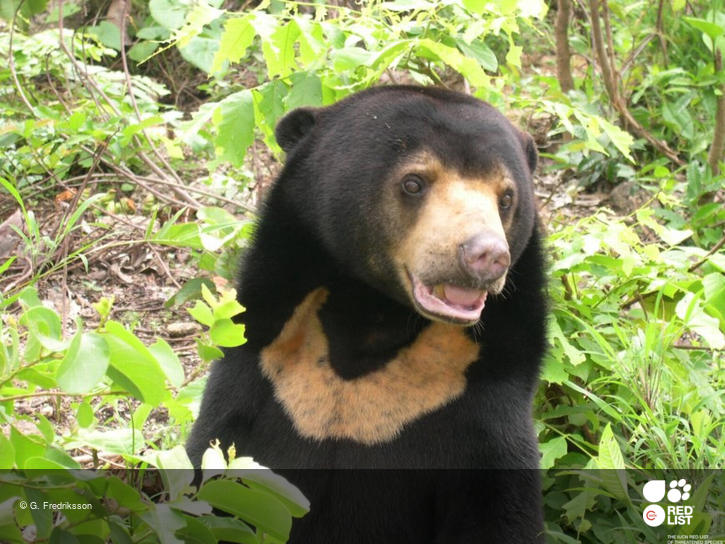Sun Bear