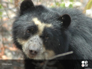 Andean Bear