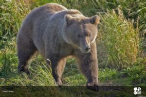 Brown Bear